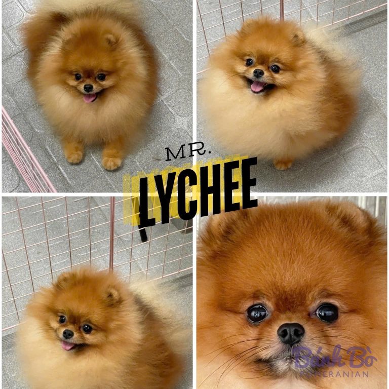 Đực giống phốc sóc mini Mr. Lychee mặt búp bê