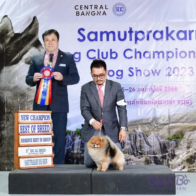 Mr. Shenlong tại Samutprakarn Kennel Club Championship Dog Show 2023